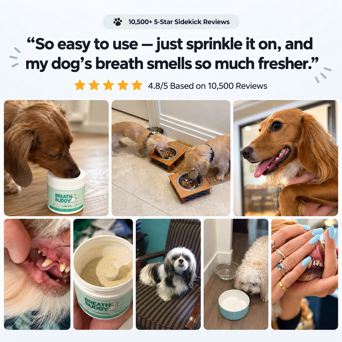 Fresh Breath, Cleaner Teeth & Healthier Gums for Dogs — Dental Powder