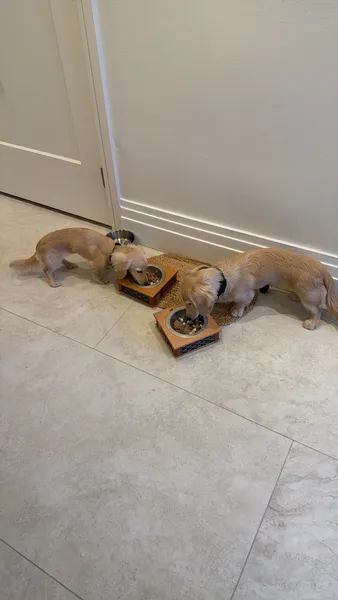 Two small dogs eating from their food bowls
