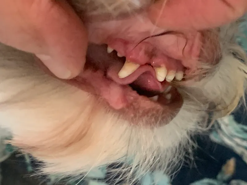 A dog's teeth and gums shown up close by its owner