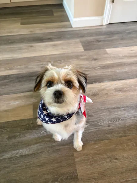 A small Yorkie beagle cross wearing a bandana