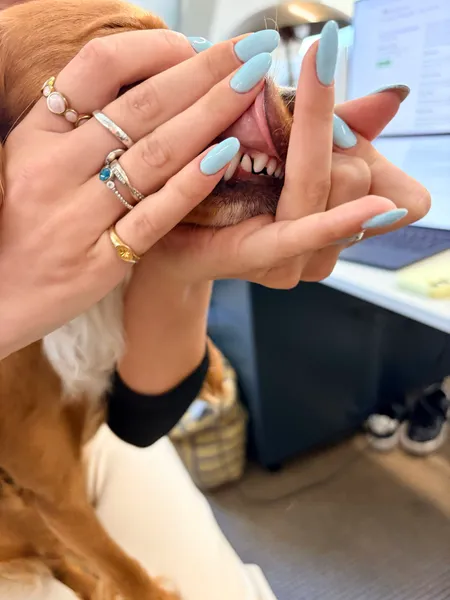 An owner showing her dog's clean teeth