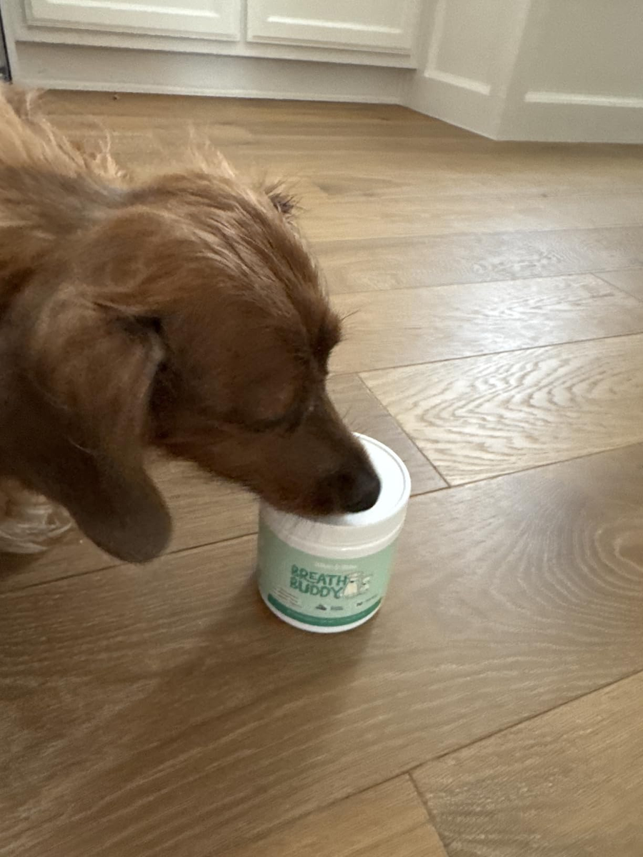 A dog sniffing a tub of the dental powder on the floor