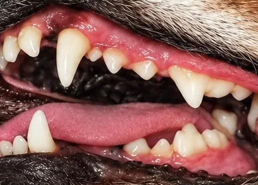 Dog's teeth looking clean and white