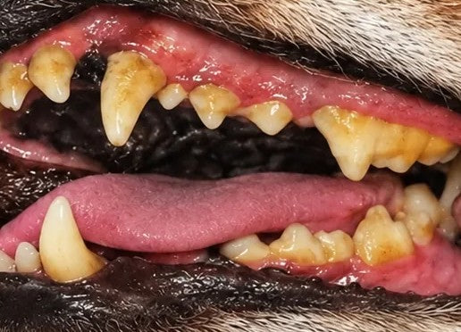 Dog's teeth with yellow plaque and tartar build-up